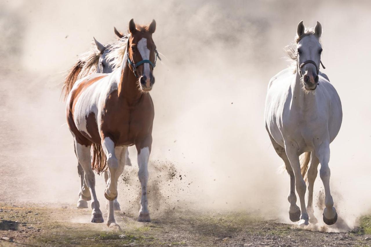 Ranchhouse Smoker- Westernstable - Horse Elterlein Exterior photo
